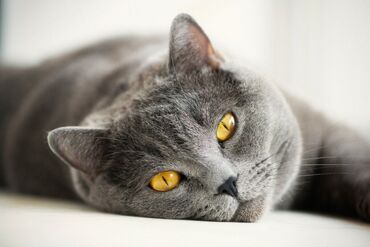 британская короткошерстная кошка золотая шиншилла: Продается Британский чистокровный кот возраста 1 год