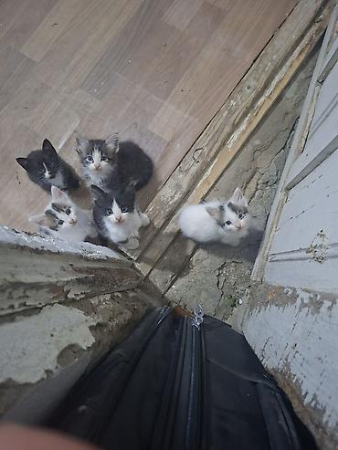pişik cutleşdirmek: Pulsuz pisik balalari. 1 ayliqdirlar. lotoka gedirler. saglam ellere — 1