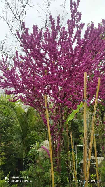 gozel tortlar instagram: Cercis gülü her qiymətə olani var ətraflı məlumat üçün əlaqə saxlaya