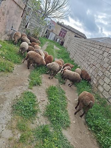 Qoyunlar, qoçlar: Qoyun sürüsü – 20+ baş - Cins: yerli qarışıq (ağ, qəhvəyi və tünd — 1