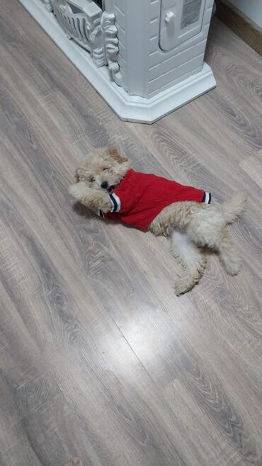 İtlər: Pudel, 3 ay, Erkek — 6