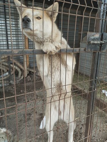 Собаки: Срочно в связи с отъездом продаётся собака породы Акита, 8 месяцев