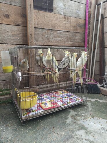 Tutuquşları: Korella tek tek erkey dişi Cüt Valnist qəfəs Valnist 15 Azn balasi — 18
