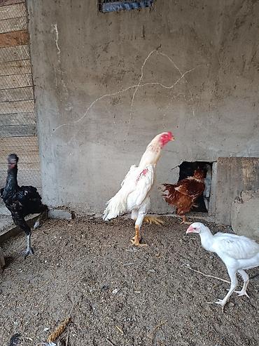bakida pitbul satishi: Orginal o shamo heyratilari.Alman qani Fereler 130-150 azn.Cavan — 1