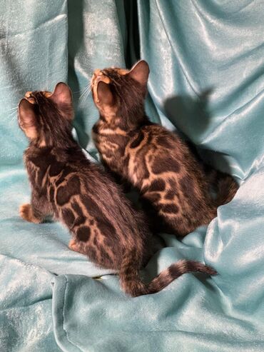 Продажа кошек: Бенгальская, 2 месяца, Девочка, Шоколадный, Приучена к лотку, Проглистована, С документами — 6