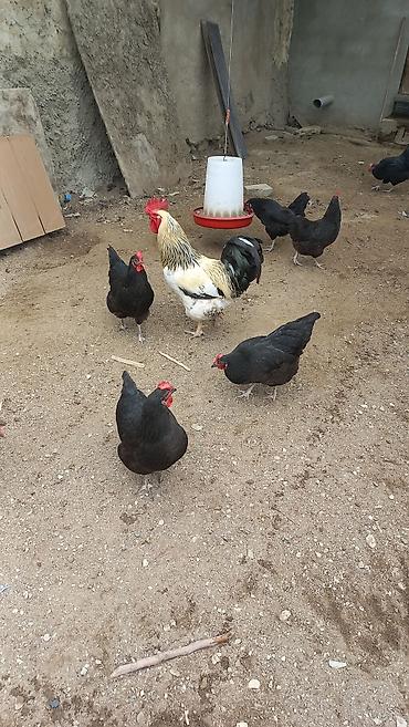 danşan quş: 1 illik sürü. 13 toyuq 1 xoruz. hər gün yumurtlayan (günə 10 əd) hal — 1