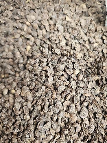 Корма для с/х животных: Силос, буудай, беде спарцет арпа урук та бар сатылат. Сапаты жакшы — 15