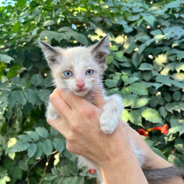 Кошки: Чудесный кремовый котёнок с голубыми глазками - мальчик 2,5 месяца