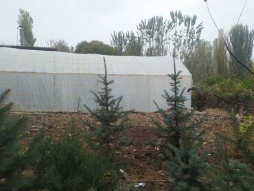 купить набор ключей force: Саженцы деревьев: Ели