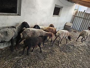 Qoyunlar, qoçlar: Dişi, Qala, il: 1, 50 kq, Damazlıq, Ünvandan götürmə — 13
