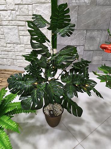 монстера: Dekorativ qapalı bitki – Monstera (sunidir) - Realistik, iri Monstera — 1