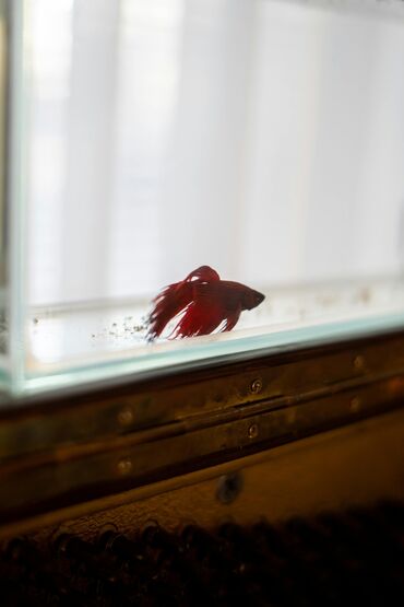 akvarium işıqları: Betta baliglari müxtəlif rənglər və ölçülər var qırmızı qoy