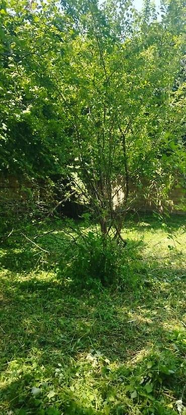 Torpaq sahələrinin satışı: Tikinti, Mülkiyyətçi, Kupça (Çıxarış) -da lalafo.az — 24 Torpaq sahələrinin satışı: Tikinti, Mülkiyyətçi, Kupça (Çıxarış) — 24