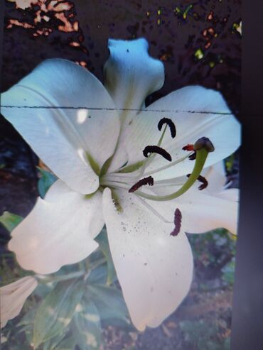 Садовые цветы и кустарники: Саженцы цветка: Платная доставка — 11