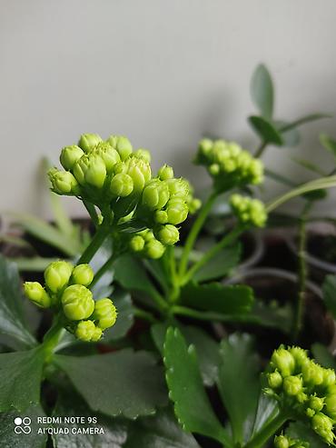 Другой декор и предметы интерьера: Распродажа алоэ и другие цветы по 100 сом — 20