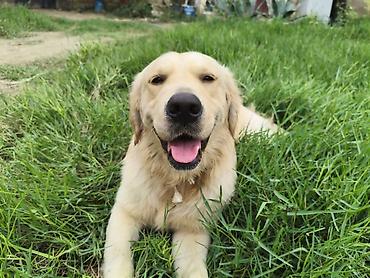 labrador it: Retriever — 1