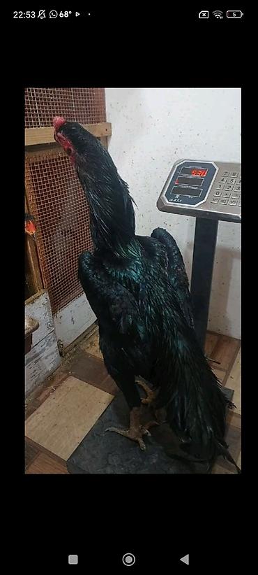 it qovan aparat: Xoruz, Heyratı, il: 1, Ünvandan götürmə, Ödənişli çatdırılma — 6