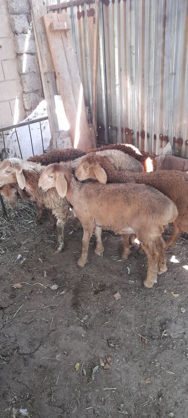 Бараны, овцы: Продаю | Ягненок | Полукровка