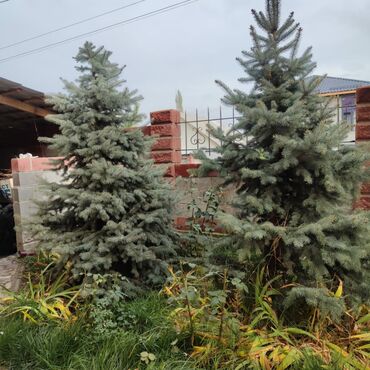 Декоративные деревья: Саженцы деревьев: Ели, Самовывоз, Платная доставка — 5