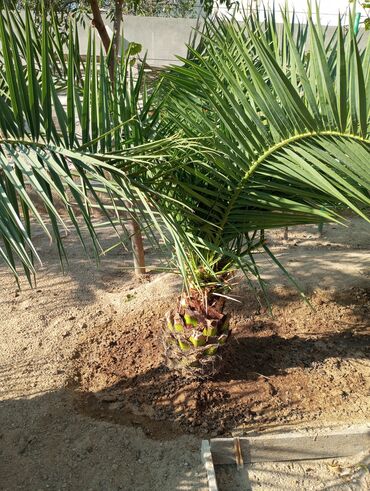 Palma: Palma agacları.3 ədəd finik, 6 ədəd ıran palmasi,25 ədəd Vaşinqton