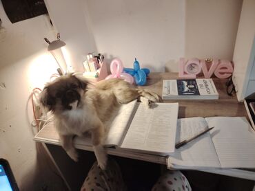 письменный стол купить: Pekines it. Dişidir. 8 aylıqdır. Dil bilir, oynamağı çox sevir