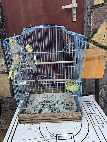 Nimfa (Cockatiel) cütlüyü + qəfəs - Növ: Nimfa papağanı (Cockatiel)