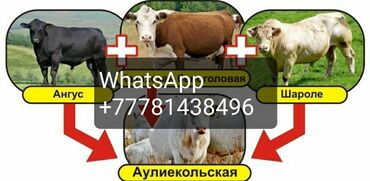 Коровы, быки: Продаю | Корова (самка), Бык (самец), Тёлка | Ангус, Герефорд, Голштин | На откорм, На забой, Для разведения | Племенные