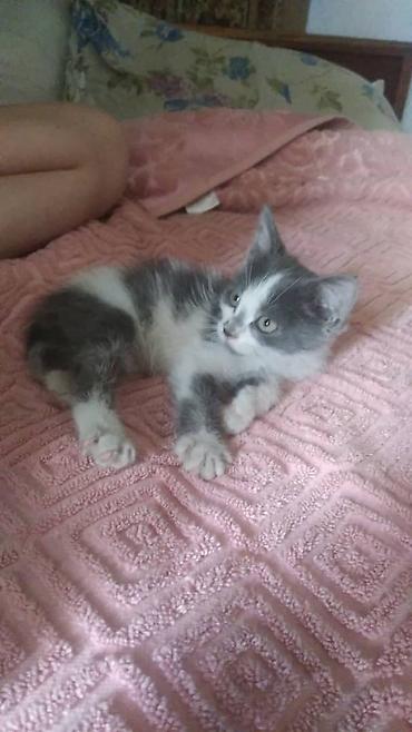 кошка манас: Кошка даром: Беспородная, 2 месяца, Девочка — 4