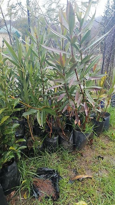 orxideya gulunun qiyməti: Bitki: Nerium oleander (zakkum) fidanları – torflu plastik kisələrdə — 2
