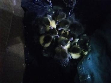 Ördəklər: Salam arginali Zümrüd balari satışa çıxti qiymətə münasib qoymuşam — 3