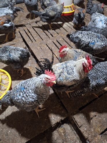 Xoruzlar: Xoruz, il: <1, Ünvandan götürmə — 1