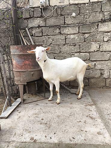 Keçilər, çəpişlər: Təmiz orginal 3 dənə Sani satılır ikisi balalıdı hərəsin bir balası — 1