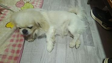 kicik heyvanlar: Pekines, 1 il, Erkək, Sənədli — 3