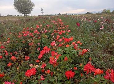 pelarqoniya bitkisi: Həmişəyaşıl dekorativ kollar – landşaft və hedc üçün - Bitki — 7