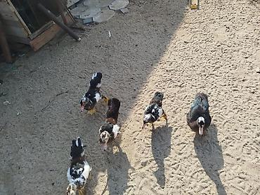 bala ordək: Muscovy ördəkləri – qarışıq rəngli bala və gənc fərdlər - Cins — 2