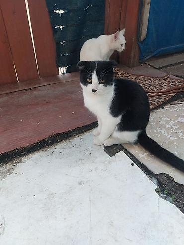 bita satilir: Erkey wotlant satilir isdiyen elaqe saxlasin 9 ayliqdi — 5