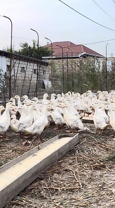 qus vuran: Ağ ördəklər – iri partiya - Növ: ağ ev ördəyi (ətlik yönümlü) - Say — 2