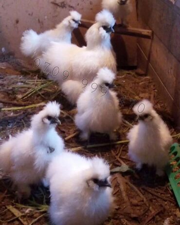 купить декоративных курей: Сатам | Тооктор, Короздор