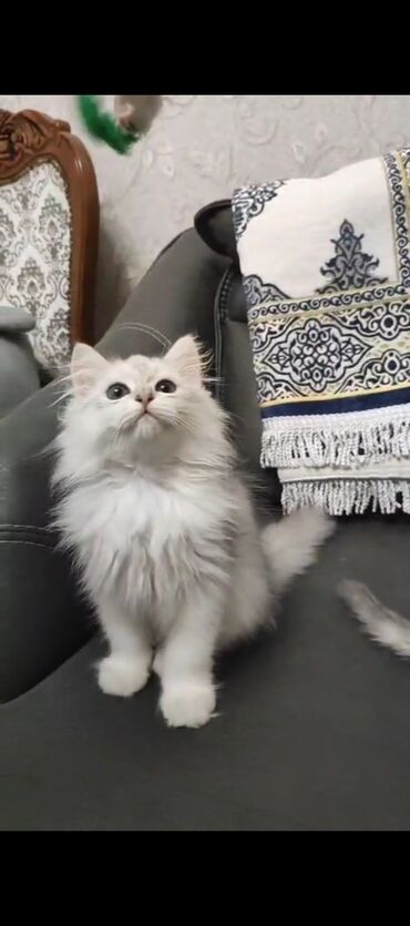 pişim: Şinşilla, Erkək, Yaxşı əllərə, Ünvandan götürmə, Ödənişli çatdırılma, Rayonlara çatdırılma
