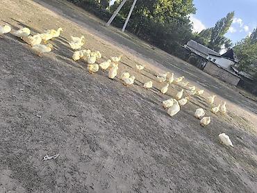 Утки 2 месяца оптом по 600 сом . Или же живым весом по 350 сом за 1кг at lalafo.kg Утки 2 месяца оптом по 600 сом . Или же живым весом по 350 сом за 1кг