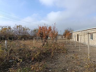 Torpaq sahələrinin satışı: 25 sot, Kənd təsərrüfatı, Mülkiyyətçi, Kupça (Çıxarış) -da lalafo.az — 14 Torpaq sahələrinin satışı: 25 sot, Kənd təsərrüfatı, Mülkiyyətçi, Kupça (Çıxarış) — 14