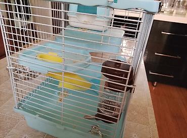hamster: Akvarium balıqları ilə barter olunur.Uzunluğu 27,Eni 28, Hündürlüyü — 3