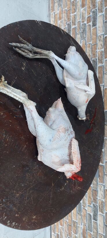 Digər quşlar: Allah herkesin xeyrini versin. Gördüyünüz oz qapinin hinduwkalarindan — 14