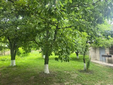 Günlük kirayə evlər: 40 kv. m, 2 otaqlı, Artezian quyusu, Kanalizasiya, Qaz — 2