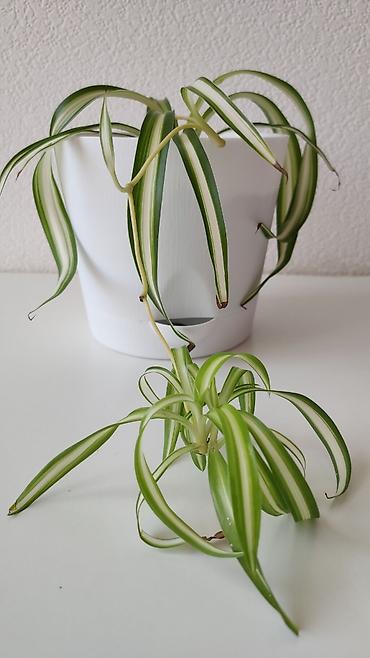 Хлорофитум с деткой в красивом стильном горшке 🌿 Неприхотливое
