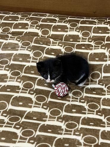 ххх девочка: Котенок, остался последний Девочка 🐈‍⬛ К лотку приучена Ест влажный — 5