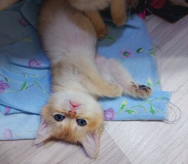 Pişiklər: Qızıl şinşilla, Erkək, Dişi, Yaxşı əllərə, Ünvandan götürmə -da lalafo.az — 3 Pişiklər: Qızıl şinşilla, Erkək, Dişi, Yaxşı əllərə, Ünvandan götürmə — 3