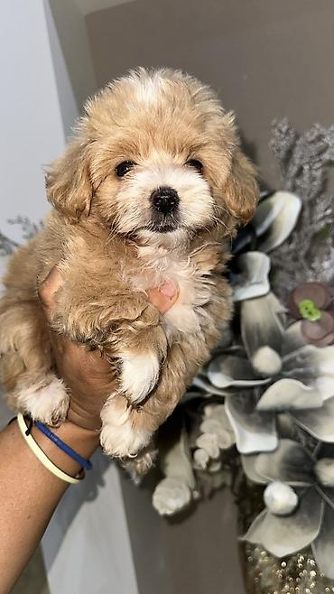 toy pudel it: Məhsul: Toy pudel balaları • Növ: Toy Poodle (miniatür) • Mənşə — 5