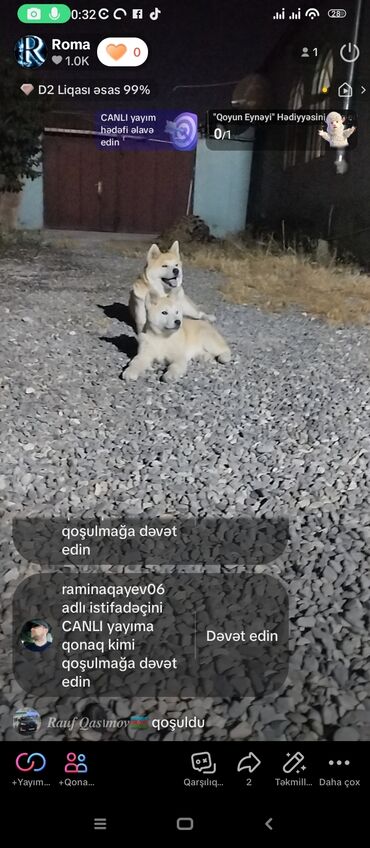 İtlər: Akita-inu, 4 ay, Dişi, Peyvəndli, Ünvandan götürmə