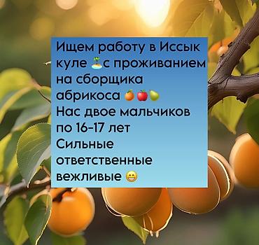уборка иш: Ищем работу в Иссык куле 🏝️с проживанием на сборщика абрикоса 🍊🍎🍐 Нас — 1